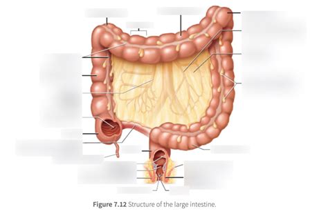 Lab 7 Large Intestine Diagram Quizlet