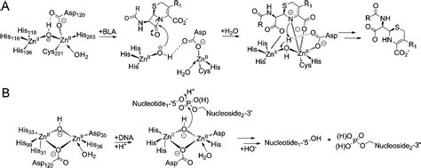 Cephalosporins inhibit human metallo β lactamase fold DNA repair