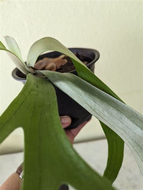 Staghorn Fern Stag Head Fern Platycerium Bifurcatum Walmart