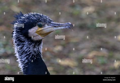 Grand Cormoran Phalacrocorax Carbo Hi Res Stock Photography And Images