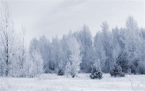 Snow Forest Wallpaper ① WallpaperTag