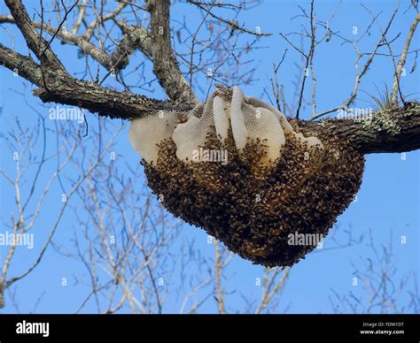 Bee Hive On Tree Branch Stock Photo 94592340 Alamy