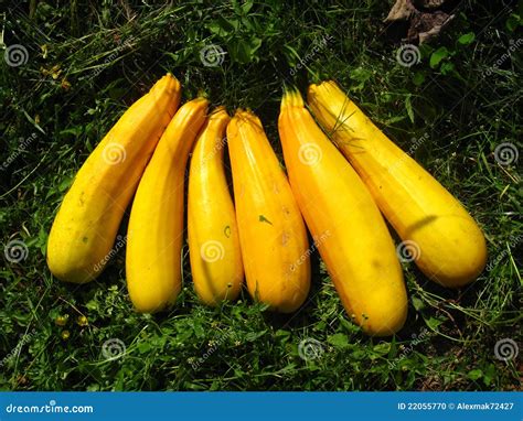 Delicious fruit squash stock photo. Image of fruit, plate - 22055770