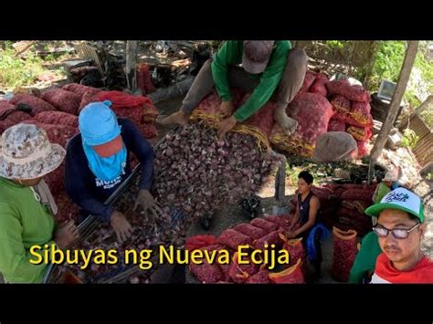 Ganito Pala Ginagawa Nila Sa Mga Sibuyas Bago Dalhin Sa Mga Market