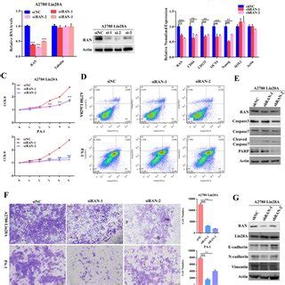 Lin28A Promoted The Proliferation And Invasion Of OC Cells By