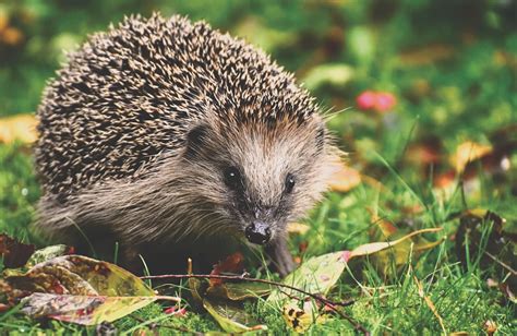 Best Names For Hedgehog Name Generator Ideas Fluentslang