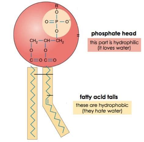 Where are hydrophobic amino acids located in cell membrane - passajk