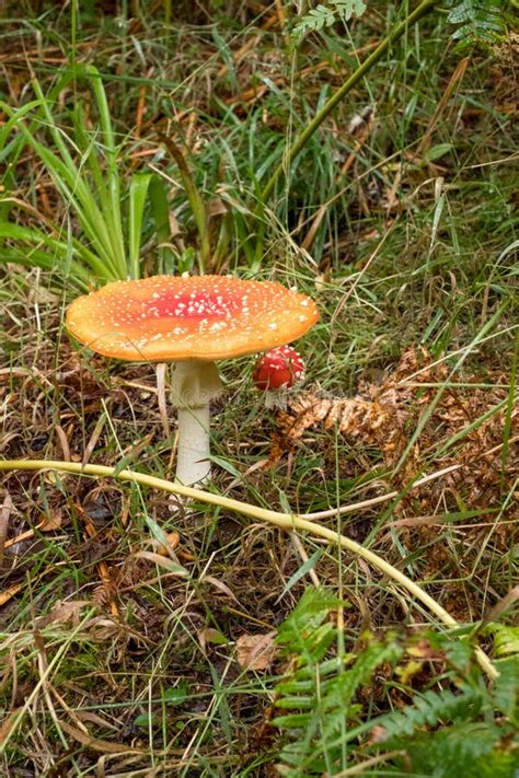 La Seta La Seta Del Ag Rico De Mosca Con Rojo Manch El Casquillo