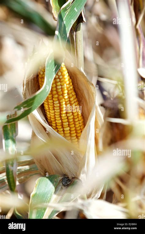 Corn On The Field Hi Res Stock Photography And Images Alamy