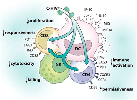 Frontiers Complement Opsonized Hiv Alters Cross Talk Between