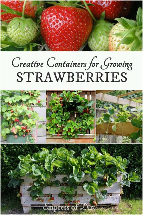 Creative Containers for Growing Strawberries | Empress of Dirt