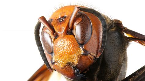 Everything You Need To Know About Murder Hornets