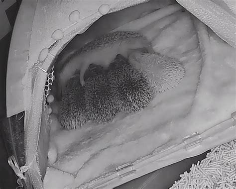 Hedgehog mom nursing 4 her babies : r/Hedgehog