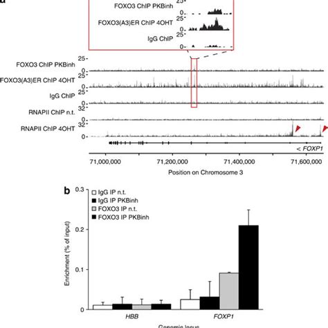 Foxo Directly Regulates Foxp Expression By Binding Its Gene Locus And