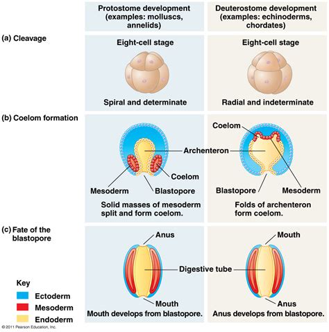 Difference Between Protostome And Deuterostome