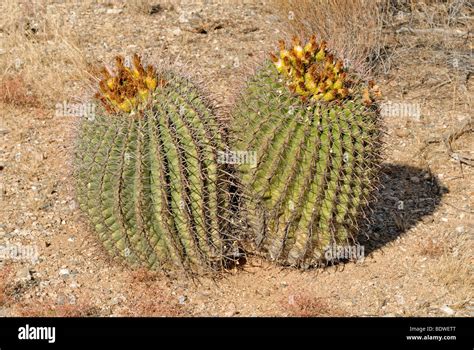 Golden Barrel Cactus Golden Ball Echinocactus Grusonii Also Called Mother In Laws Cushion