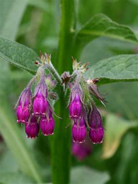 Symphytum Officinale Common Comfrey World Of Flowering Plants