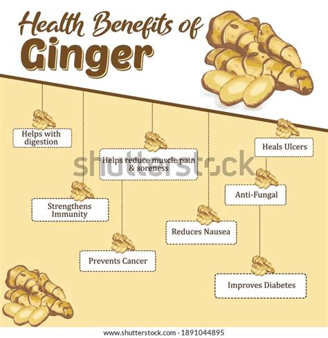 Health Benefits Ginger Immunity Booster Stock Vector (Royalty Free) 1891044895 | Shutterstock