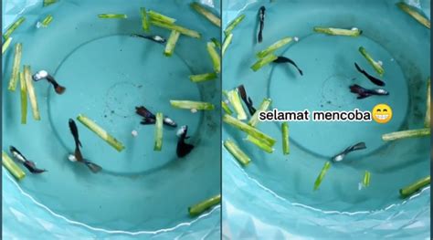 Benda Ni Menzalimi Ikan Ikan Beku Hidup Semula Lepas Masuk Balik