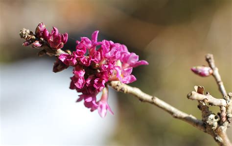 Kostenlose foto Ast blühen Fotografie Blume Blütenblatt Frühling