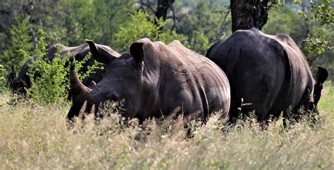 Rhino Africa Rhinoceros - Free photo on Pixabay - Pixabay