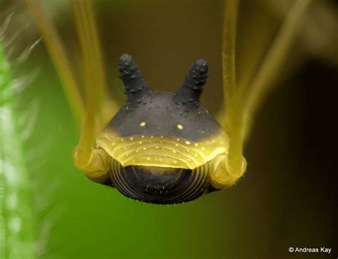 Bunny Harvestman Spider - an 8-Leg Species with a Dog Head - Odd Facts