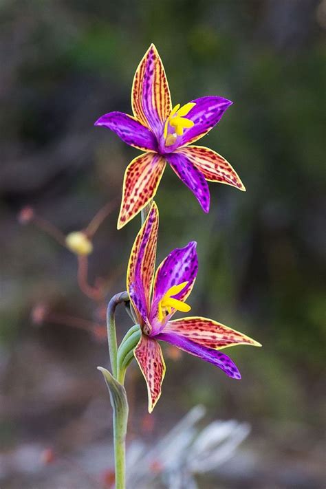 Pin By Kurdistan Median Empire On Flowers Unusual Flowers Rare