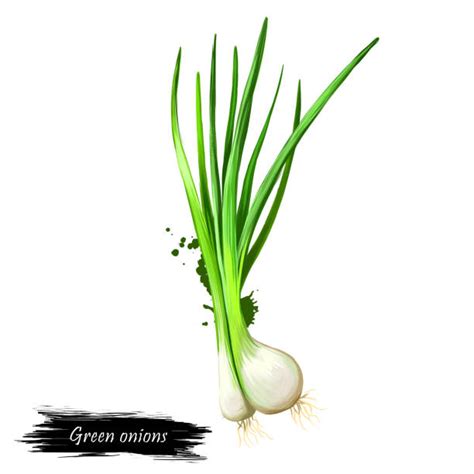 What Is Scallions Pictures Illustrations Royalty Free Vector Graphics