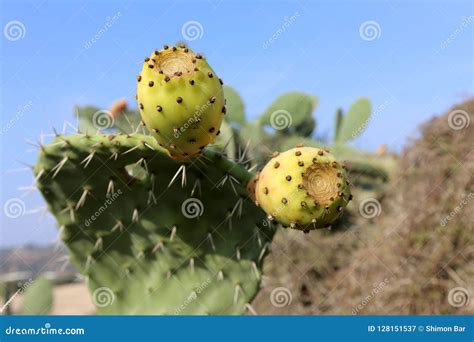 No Parque Cresceu Um Cacto Grande E Espinhoso Imagem De Stock Imagem