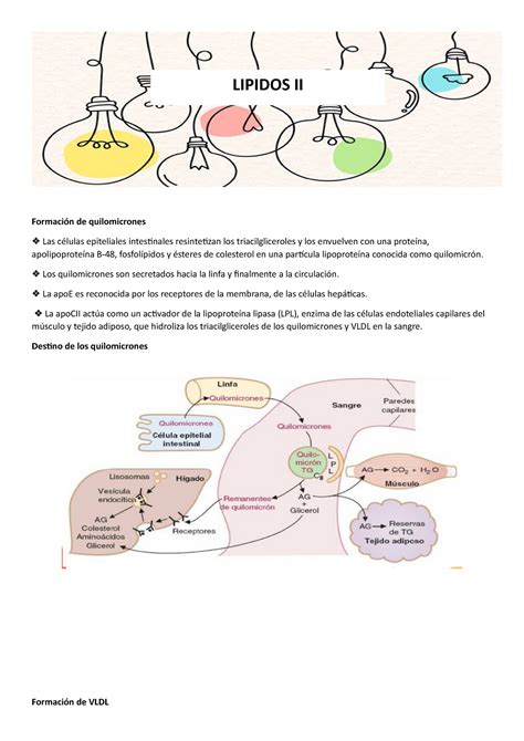 Formación de quilomicrones Formación de quilomicrones Las células