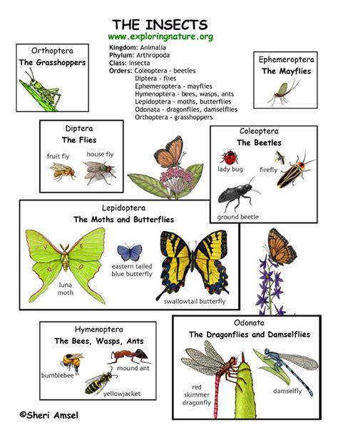 Insect Orders Grade K 2