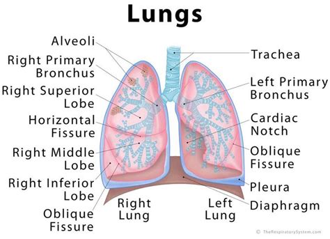 Lungs: Definition, Location, Anatomy, Function, Diagram, Diseases ...