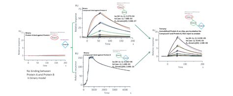 Kinetics Study Of Protac Ternary Systems