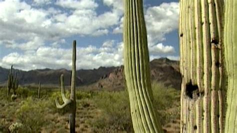 Bbc Two Science Clips Helping Plants Grow Well How Cacti Survive