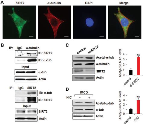 Figure From Sirt Regulates Ciliogenesis And Contributes To Abnormal