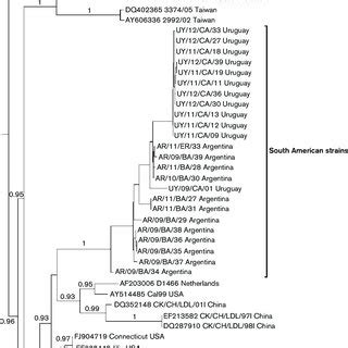 Phylogenetic Tree Inferred By Using The Maximum Likelihood Method With