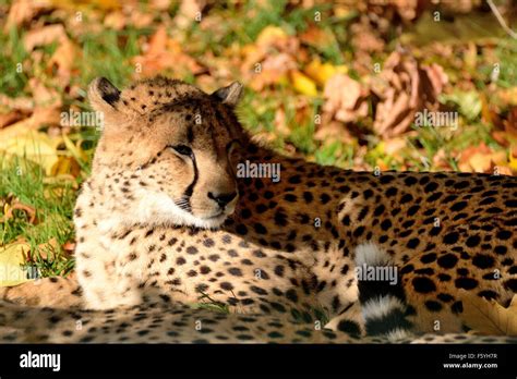 South african cheetah Stock Photo - Alamy