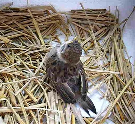 雀のヒナを保護しましたが・・・ 生き物たちと植物たちとのラーゴムな暮らし