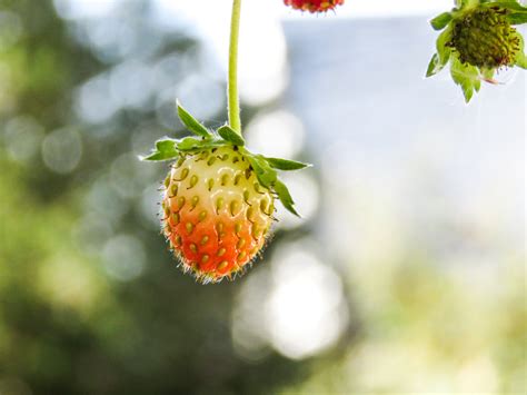 Free Images Branch Blossom Fruit Leaf Flower Summer Food Green