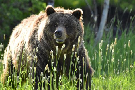 Grizzly Bear at Yellowstone National Park | Smithsonian Photo Contest ...