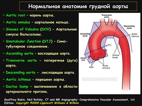 Патология аорты
