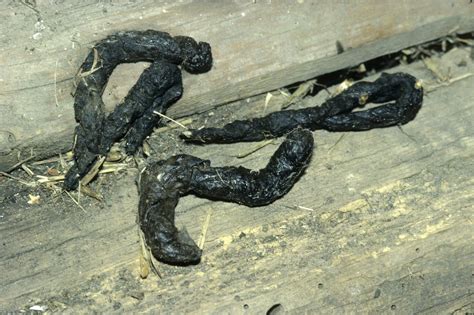 Tierkot Im Garten Erkennen Und Richtig Entsorgen Tierkot Igel Im