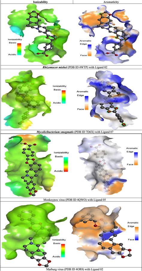 Frontiers Modified Coptisine Derivatives As An Inhibitor Against