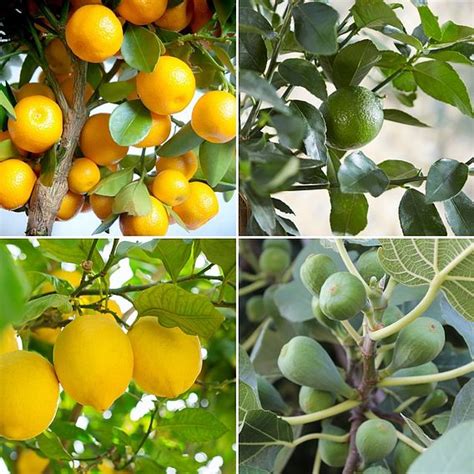 Mediterranean Fruit Collection Citrus Fruit Suttons