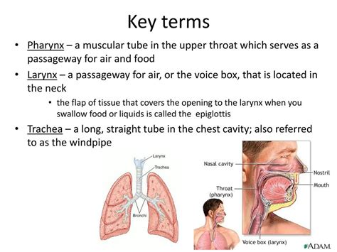 Respiratory System Pp Ppt Download