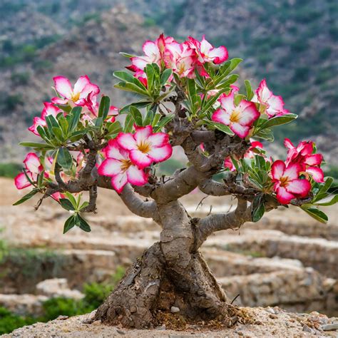 ADENIUM OBESUM Baobab Róża pustyni BONSAI z grubym pniem Mikroklimat