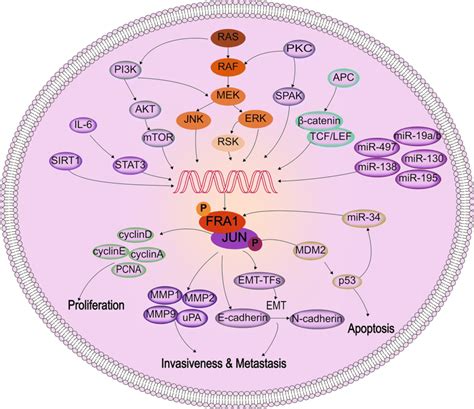 Regulation And Functions Of Fra1 In Tumor Fra 1 Is Primarily Regulated