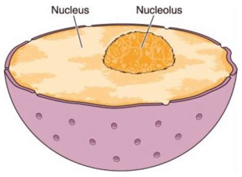 A Intro To Cell Biology Flashcards Quizlet