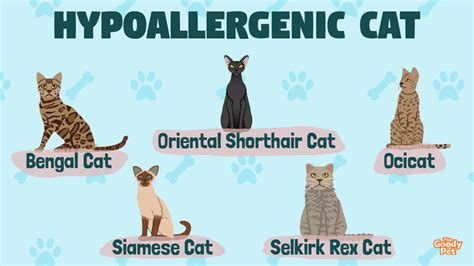 Allergies No Problem These Hypoallergenic Cat Breeds Are Perfect