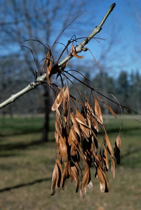 Black Ash Trees Of Manitoba Inaturalist